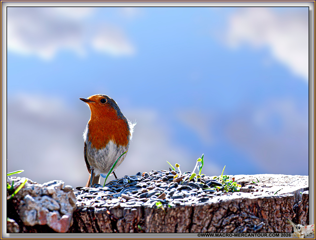 Rouge-Gorge